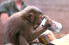 Monkey drinking beer